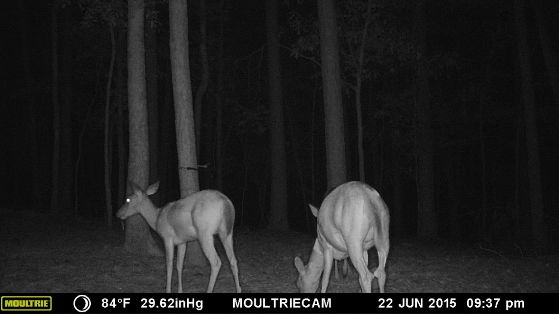 Moultrie gsm видеокамеры Лесные камеры наблюдения